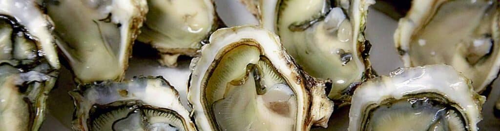 huitre oleron
