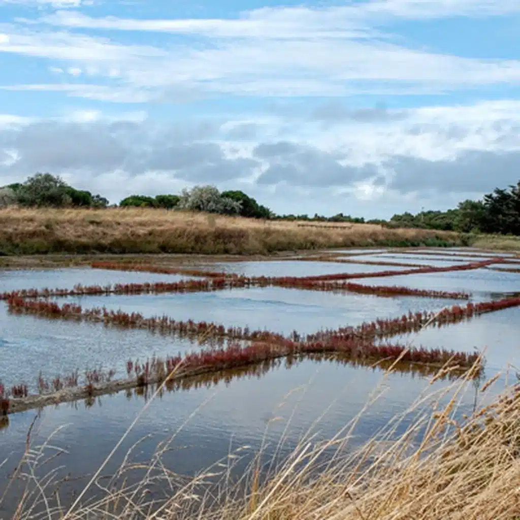 marais-salant