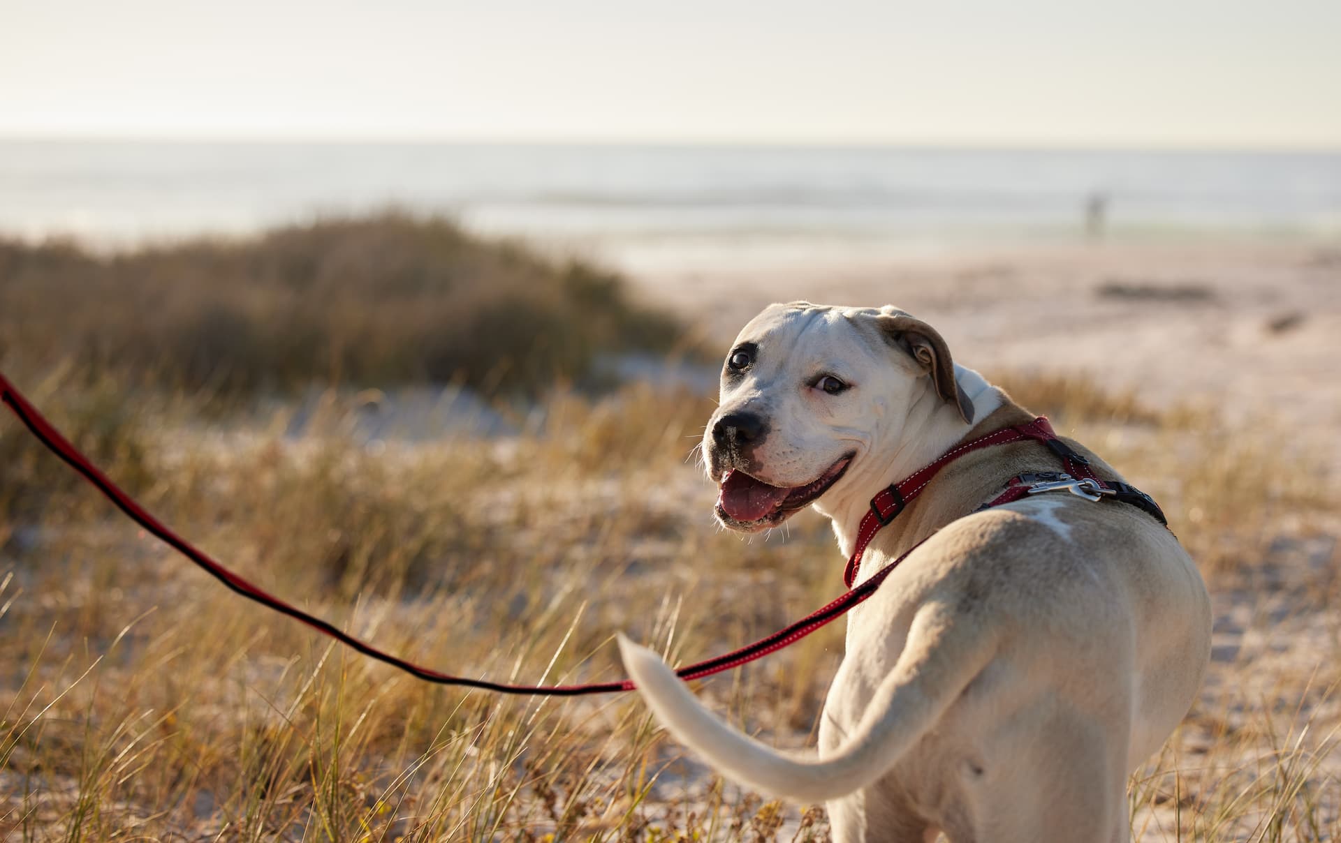 chien plage